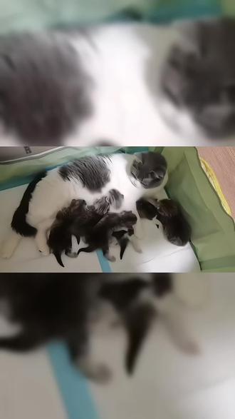 被鱼咬狗淘汰烈马分高结鸿图主操接